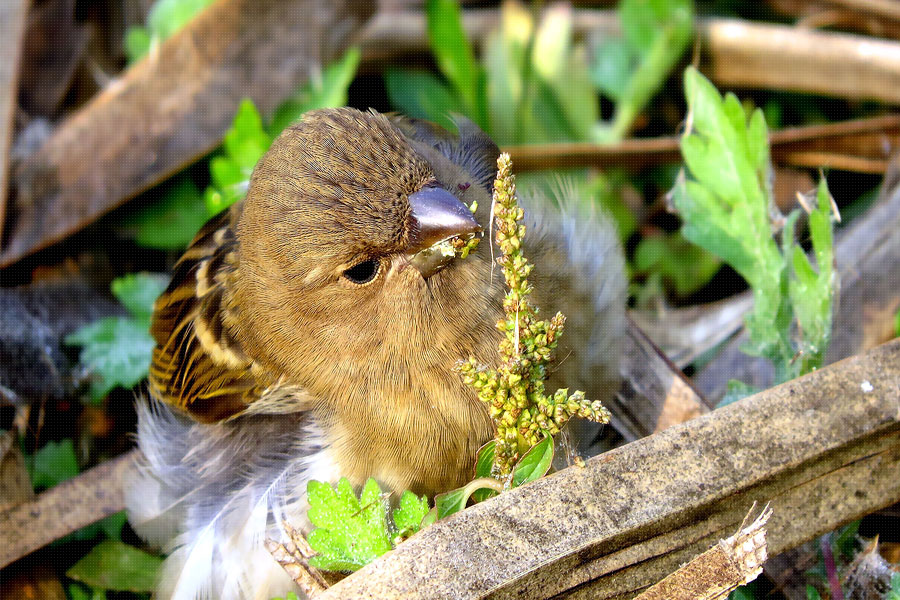 Okhla bird